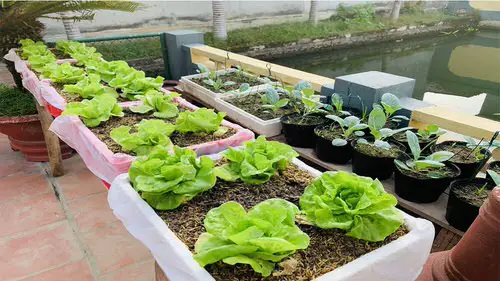 DIY Lettuce Garden Ideas 17