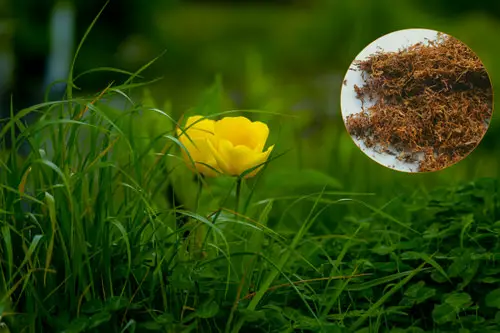 Tobacco for Gardening