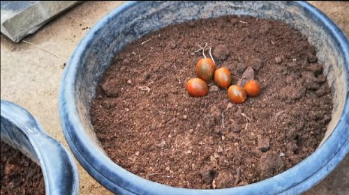  Propagate Tomatoes From Whole Tomatoes