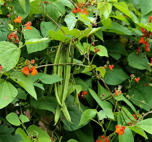 Perennial Vegetables You Can Plant Once and Enjoy for Years 17