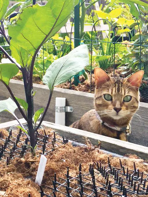 How to Keep Cats Out of the Garden? 1
