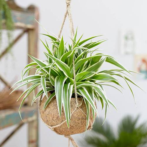 Best Trailing Foliage Plants 15