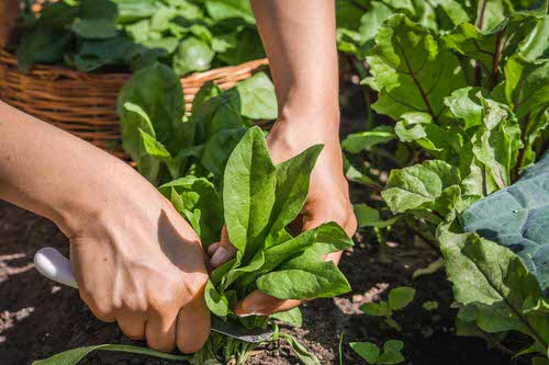 25 Best “Cut and Come Again Vegetables” for a Lot of Harvest! 6