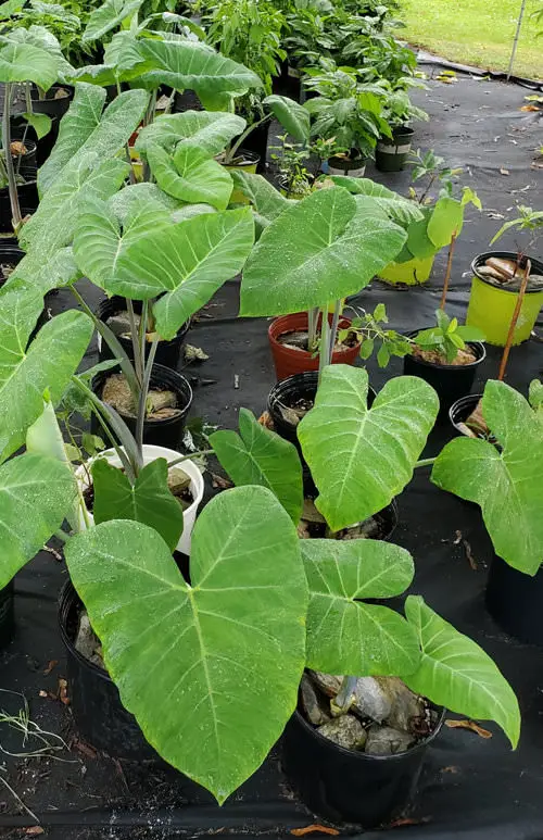 Herbs and Vegetables You can Grow in Container Water Garden 44