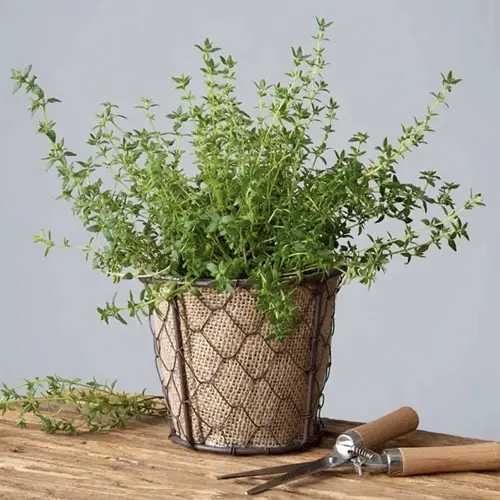 beautiful Herbs that Germinate in Less than 5 Days