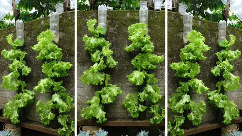 Lettuce Planter Projects for Gardeners 16