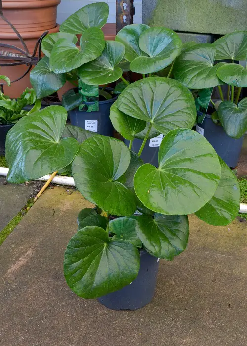 Requirements For Growing Tractor Seat Plant