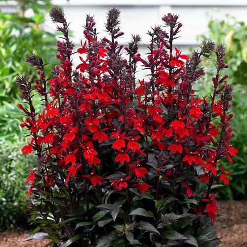 Maryland Native Plants List | 48 Native Plants of Maryland 1
