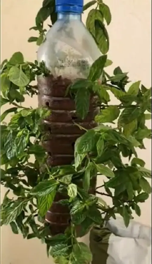 DIY Edible Garden Ideas from Plastic Bottles