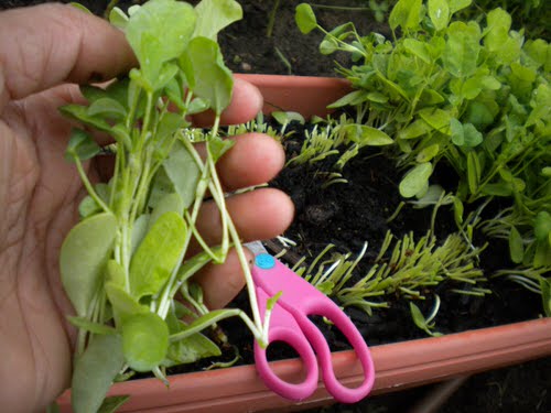 Fast Growing Leafy Green Vegetables