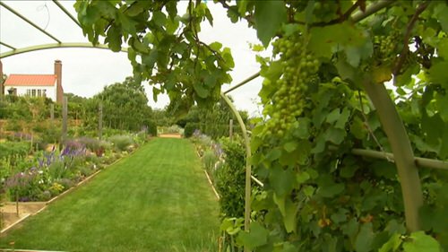 Grapevine Trellis Ideas 1