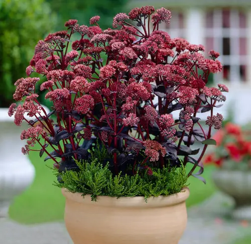 Most Popular Sedums You Can Grow as Houseplants 1
