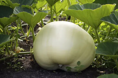 Squash in Different Languages