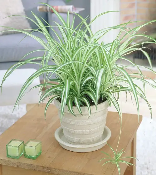 The Best Plants to Grow in a Basement with Minimal Light2
