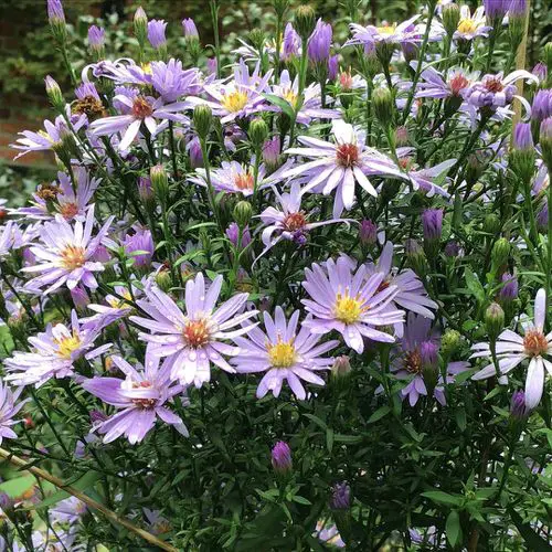 Maryland Native Plants List Native Plants of Maryland