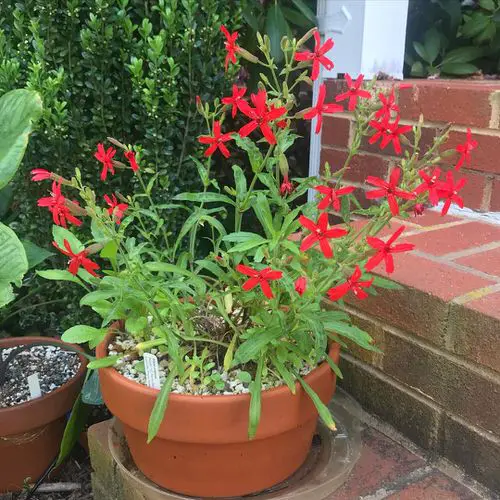 Maryland Native Plant List in pot