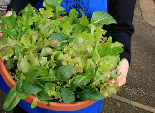 DIY Salad Bowl Garden Ideas 10