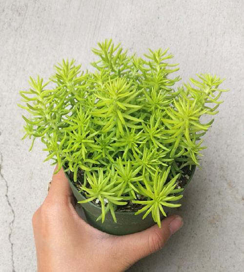 Sedums varieties  8