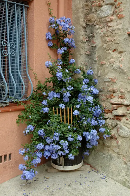 Vines with Blue Flowers in house corner