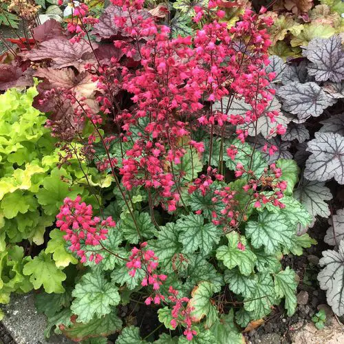 best Maryland Native Plant List