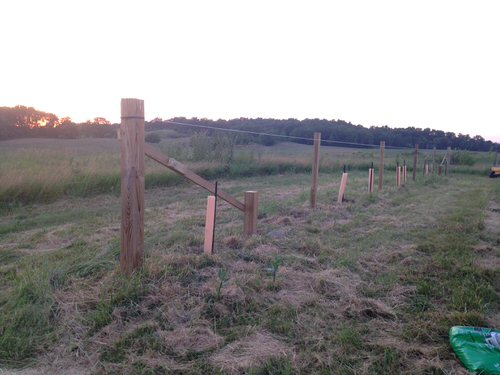 How to Make a Trellis for Grapevines 5