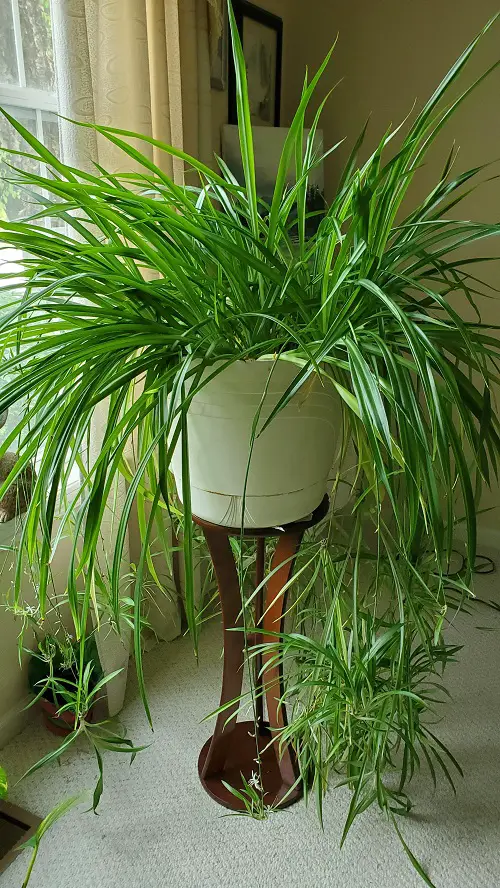 best Types of Spider Plant