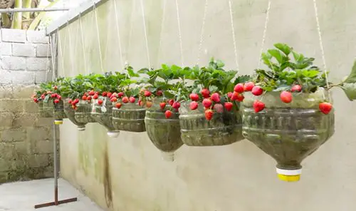 DIY Plastic Bottles Edible Garden Ideas  11