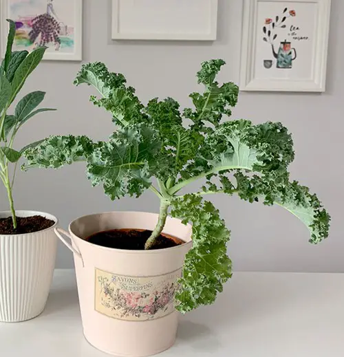 Used Pot Friendly Vegetables