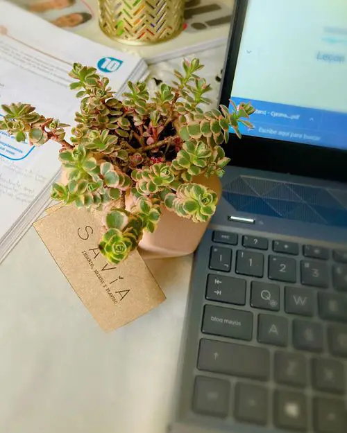Most Popular Sedums You Can Grow as Houseplants 9