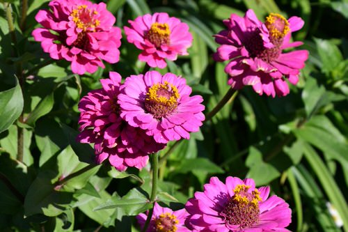 Perennial Flowers for Kentucky 3