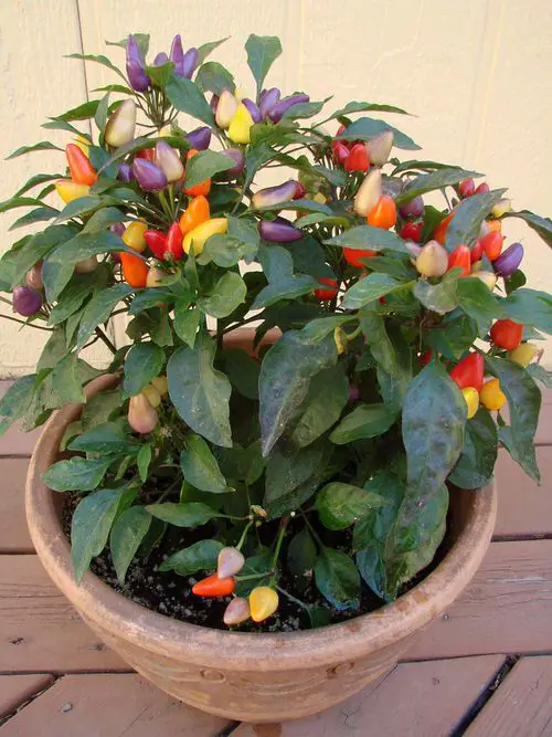 various varieties of ornamental peppers 