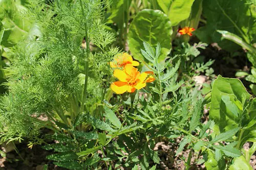 How to Get Rid of Tomato Hornworms 8