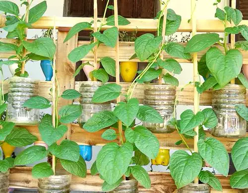 DIY Edible Garden Ideas from Plastic Bottles 6