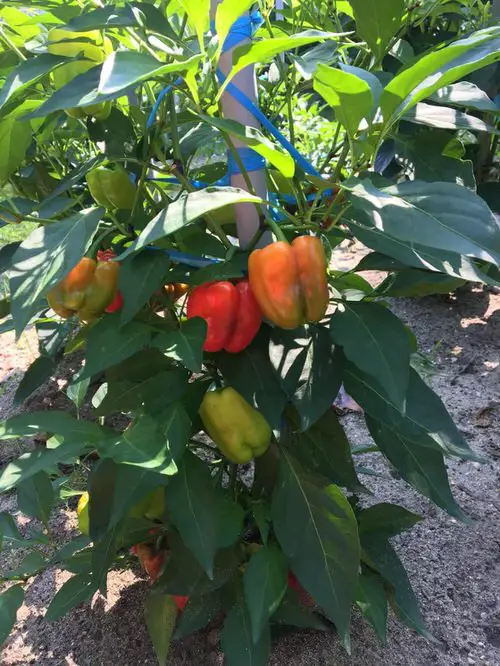 best various varieties of ornamental peppers
