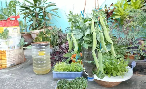 DIY Plastic Bottles Edible Garden Ideas  13