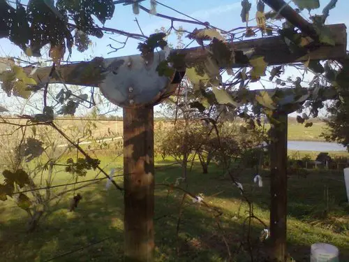 Grapevine Trellis Ideas 6