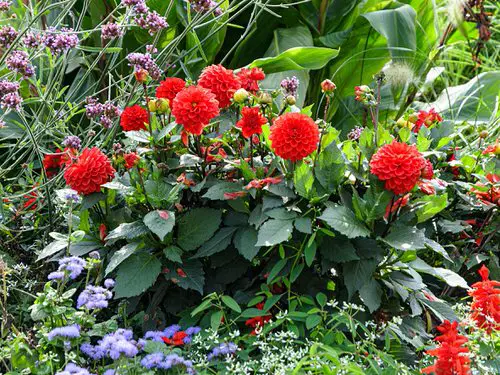 Best Perennial Flowers 2