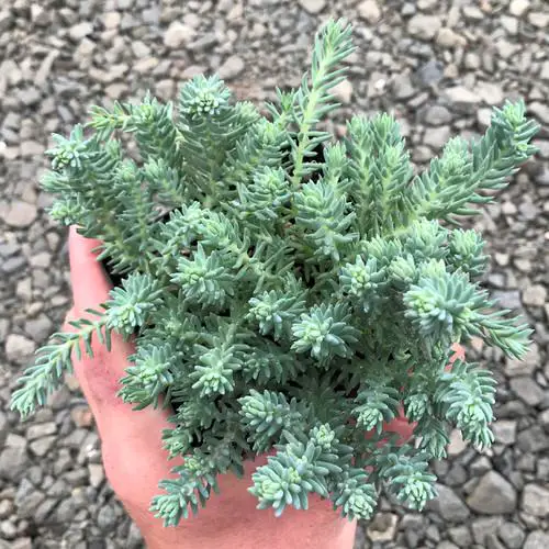 Most Popular Sedums You Can Grow as Houseplants 11