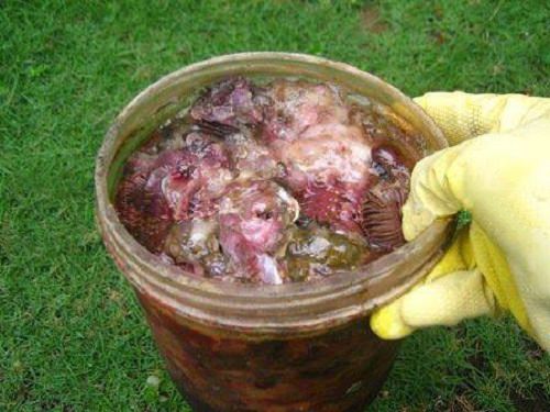 Fish Emulsion Fertilizer