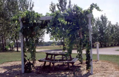 How to Make a Trellis for Grapevines 6