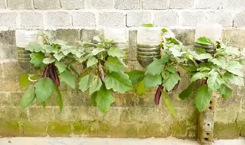 DIY Edible Garden Ideas from Plastic Bottles 6