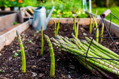 Most Used Pot Friendly Vegetables