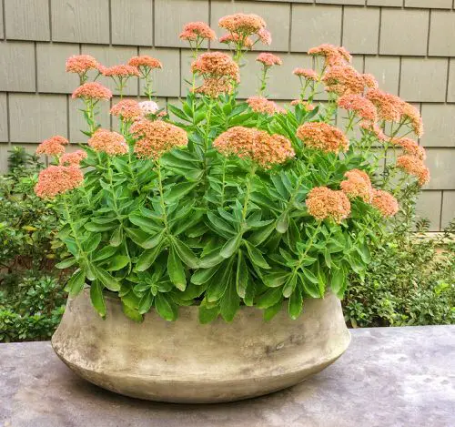 Sedums varieties 12