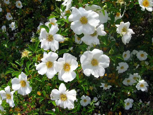 Best Perennial Flowers for Georgia 8