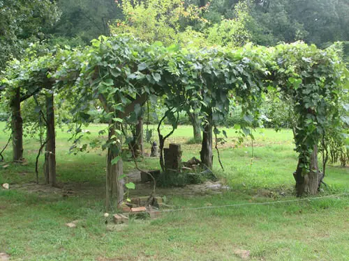 Grapevine Trellis Ideas 7