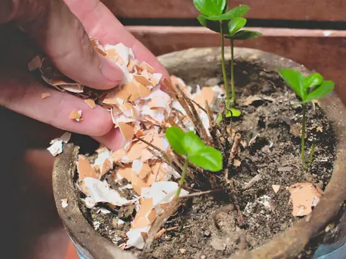 Egg Shells Fertilizer