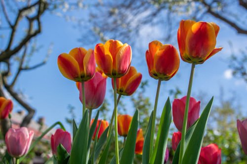 Best Perennial Flowers 4