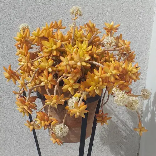 Most Popular Sedums You Can Grow as Houseplants 19