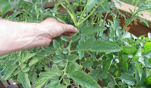 Don't Throw! Propagate Tomato Suckers &amp; Make More Tomato Plants 1