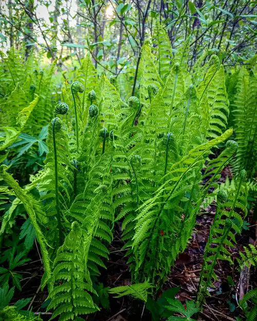Maryland Native Plant List